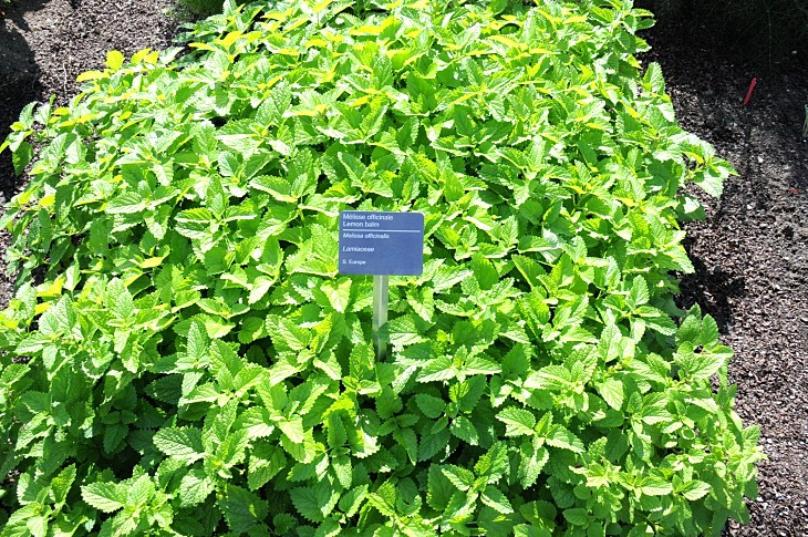 2016-7-25canadaherb 2971_01.JPG