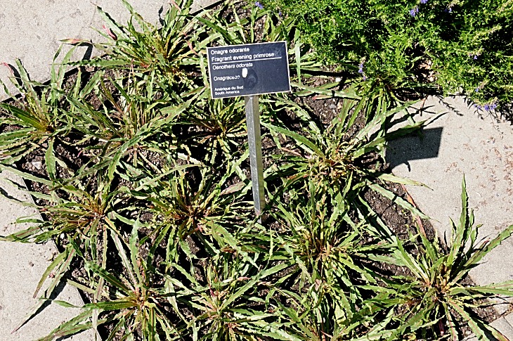 2016-7-25canadaherb 3386_01.JPG