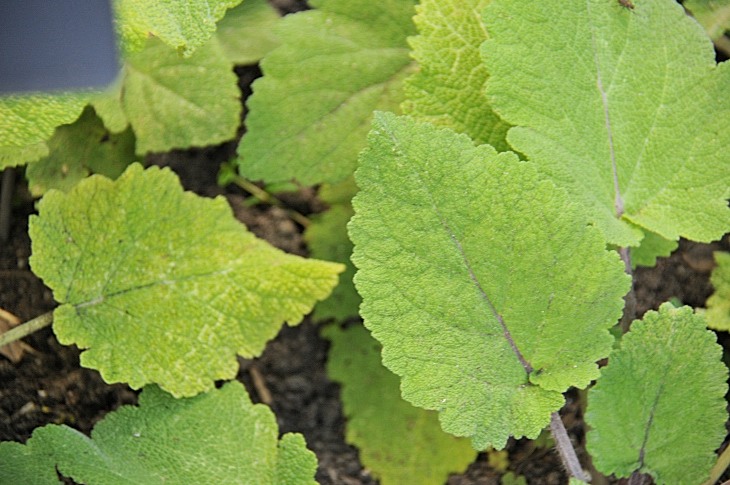 2016-7-25canadaherb 3925_01.JPG