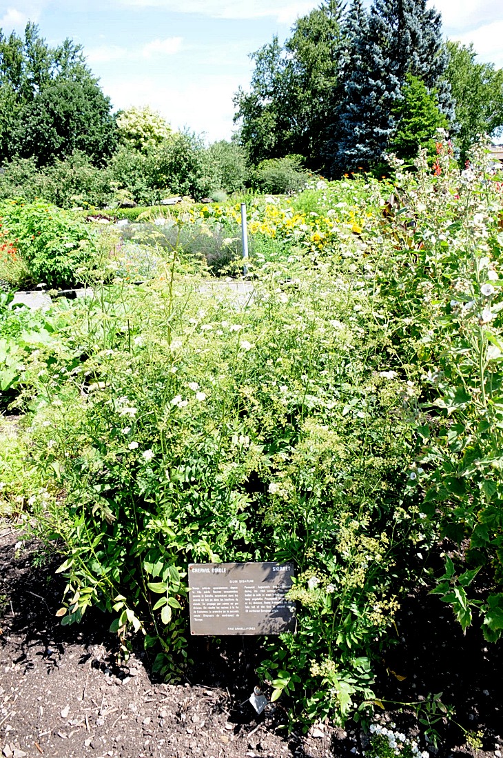 2016-7-25canadaherb 3702_01.JPG
