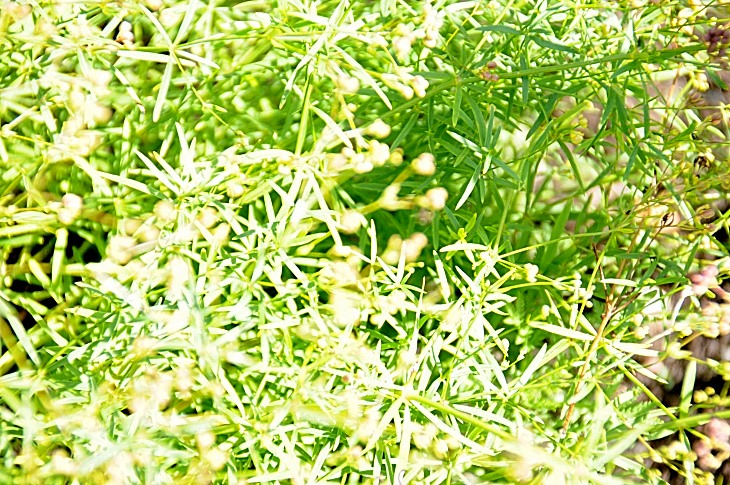 2016-7-25canadaherb 3547_01.JPG