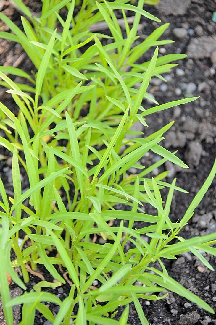 2016-7-25canadaherb 3456_01.JPG