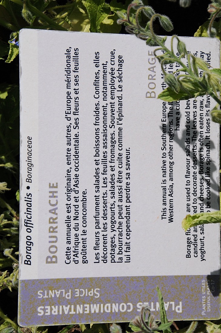 2016-7-25canadaherb 3090_01.JPG