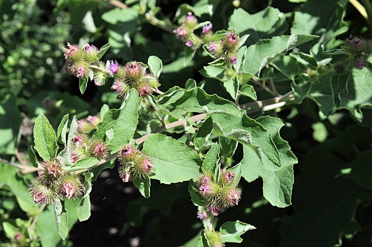 2016-7-25canadaherb 3805_01.JPG