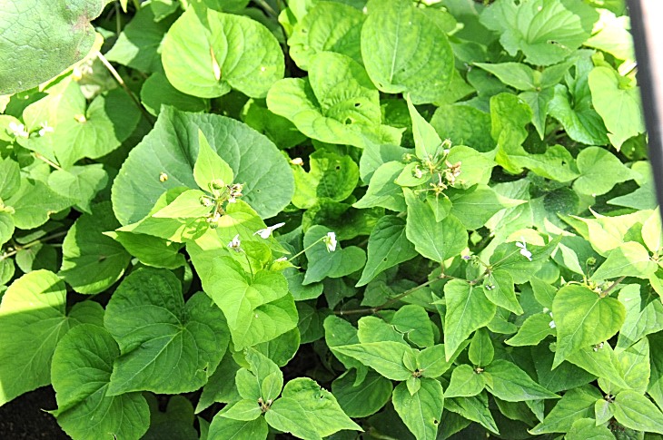 2016-7-25canadaherb 3881_01.JPG
