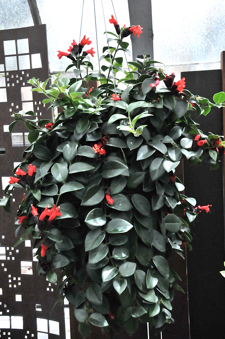 2016-7-25canadaherb 4304_01.JPG