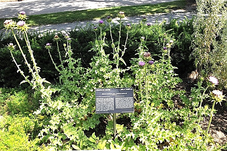 2016-7-25canadaherb 3775_01.JPG