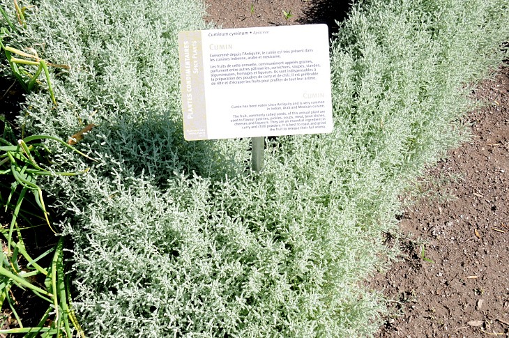 2016-7-25canadaherb 3172_01.JPG