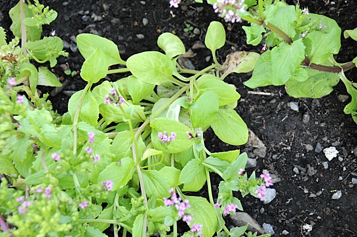 2016-7-25canadaherb 3403_01.JPG