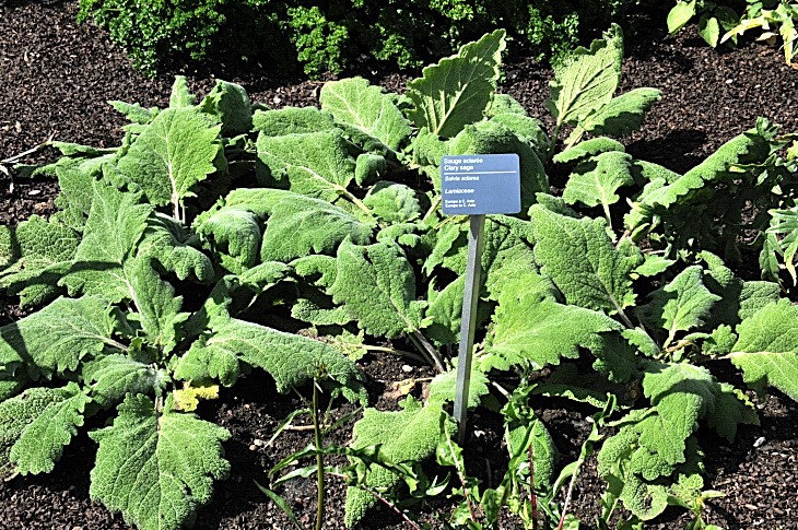 2016-7-25canadaherb 2949_01.JPG