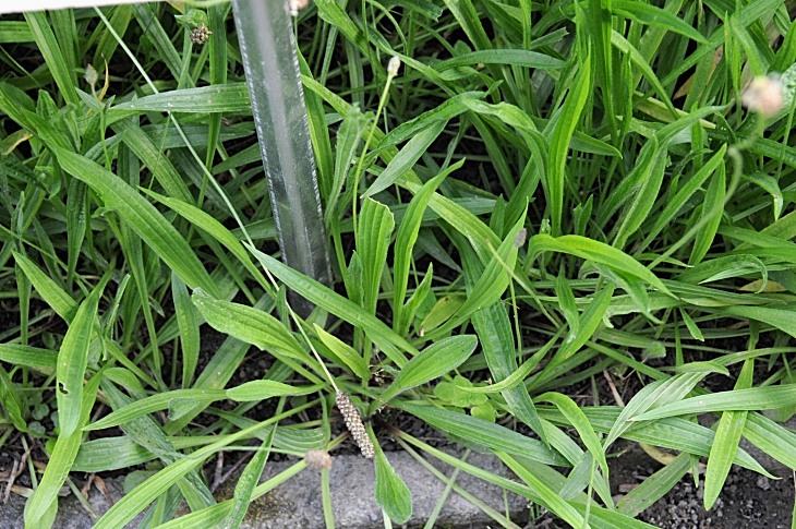 2016-7-25canadaherb 3870_01.JPG