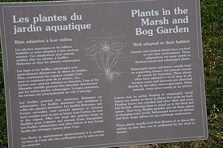 2016-7-25canadaherb 4250_01.JPG