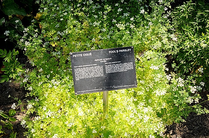 2016-7-25canadaherb 4052_01.JPG