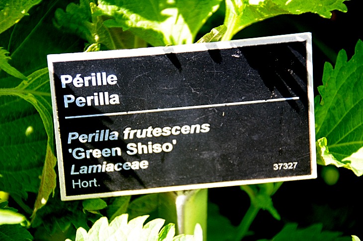 2016-7-25canadaherb 3297_01.JPG