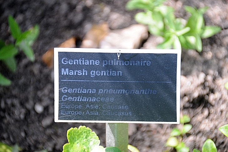 2016-7-25canadaherb 3911_01.JPG
