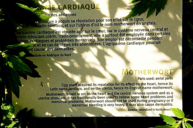 2016-7-25canadaherb 3827_01.JPG