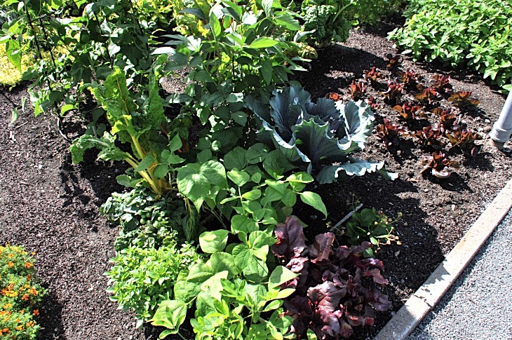 2016-7-25canadaherb 2970_01.JPG