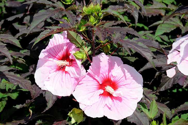 2016-7-25canadaherb 2901_01.JPG