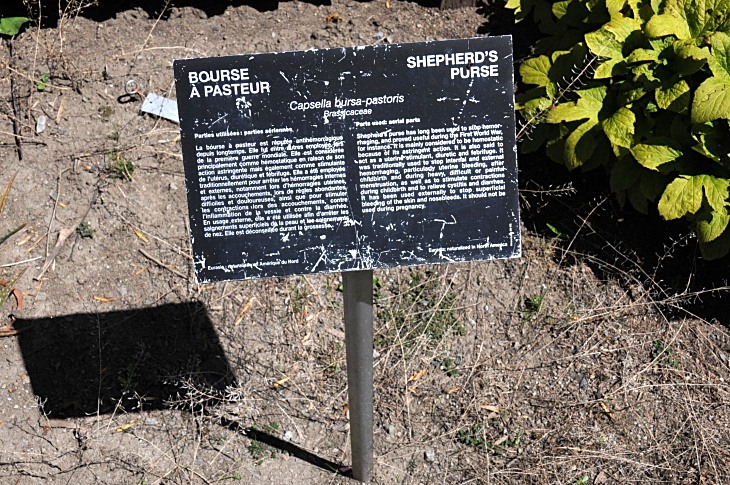 2016-7-25canadaherb 3834_01.JPG