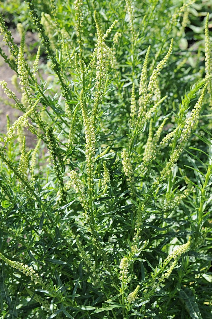 2016-7-25canadaherb 3568_01.JPG