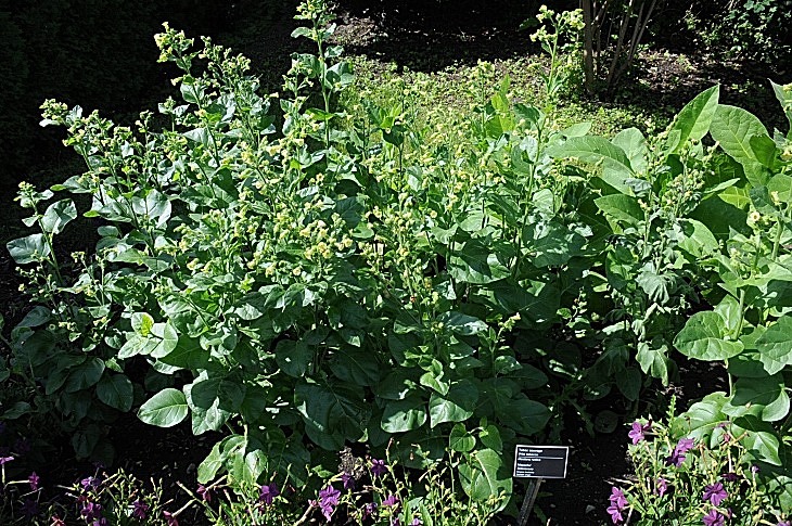 2016-7-25canadaherb 3023_01.JPG