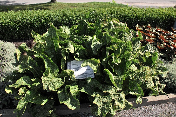 2016-7-25canadaherb 3064_01.JPG