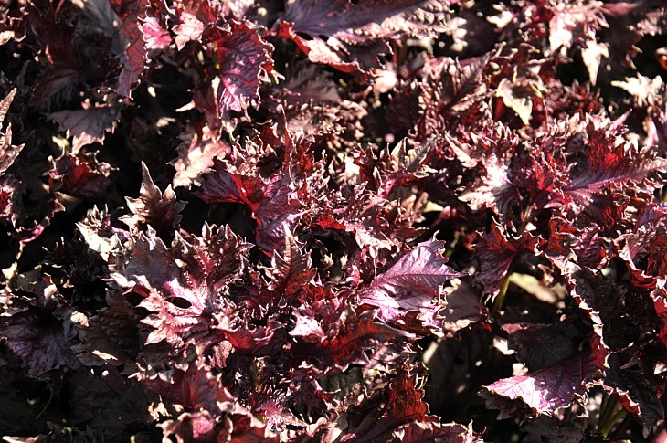 2016-7-25canadaherb 3050_01.JPG