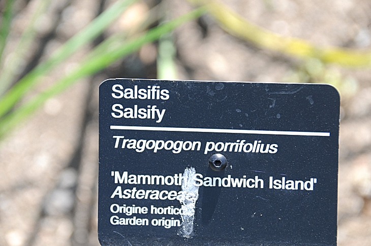2016-7-25canadaherb 3493_01.JPG