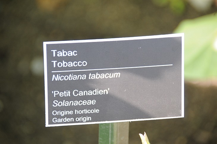 2016-7-25canadaherb 3026_01.JPG