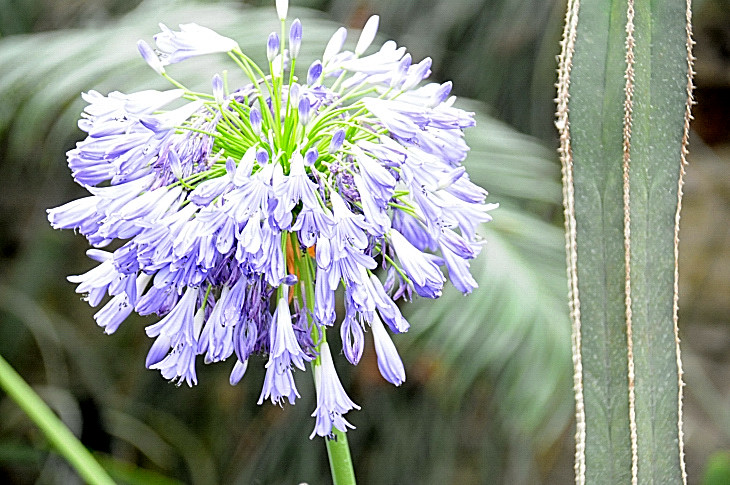 2016-7-25canadaherb 4282_01.JPG