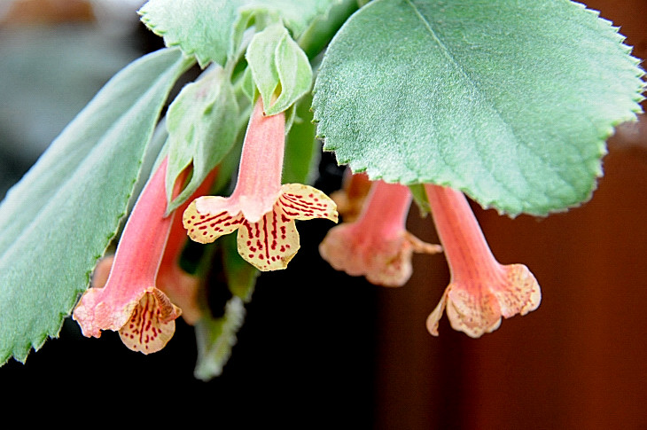 2016-7-25canadaherb 4296_01.JPG
