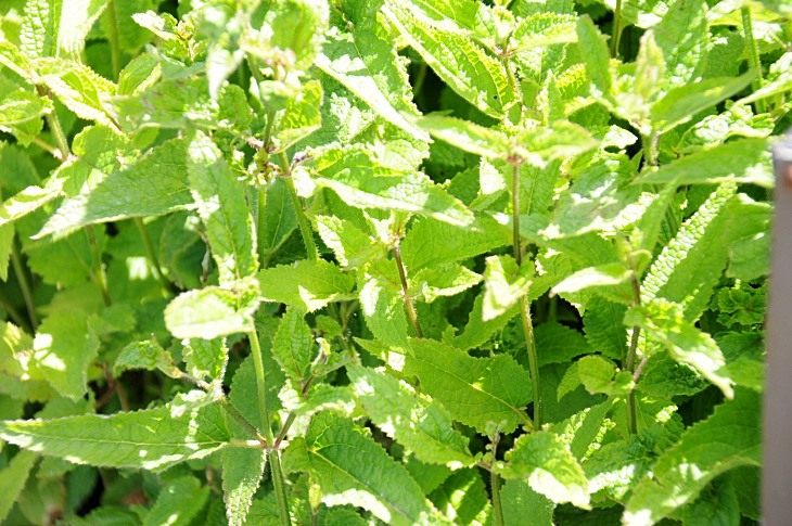 2016-7-25canadaherb 3687_01.JPG