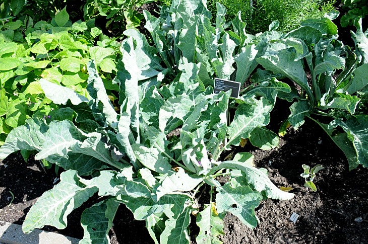 2016-7-25canadaherb 2982_01.JPG