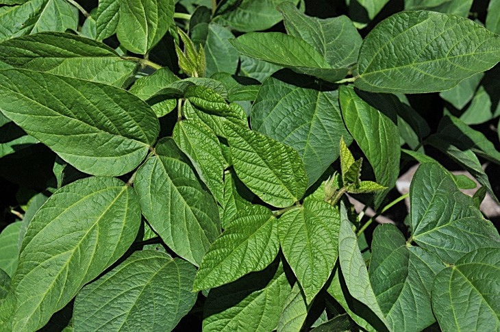 2016-7-25canadaherb 3489_01.JPG