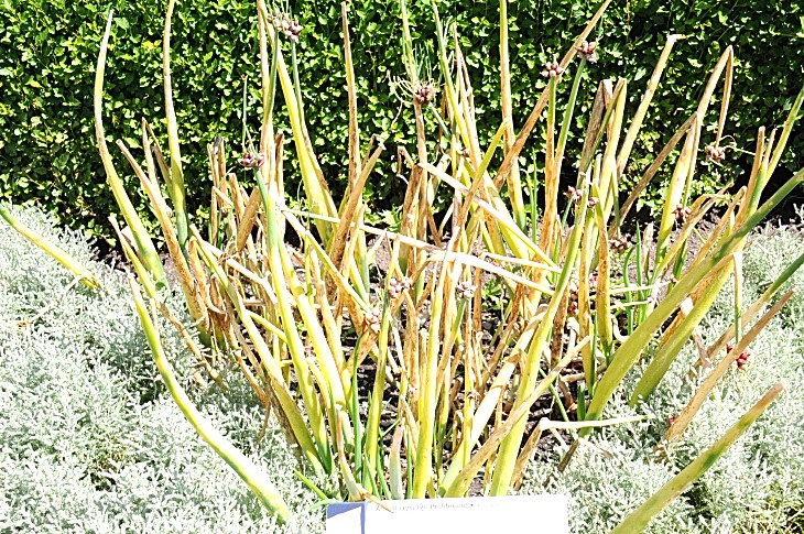 2016-7-25canadaherb 3647_01.JPG