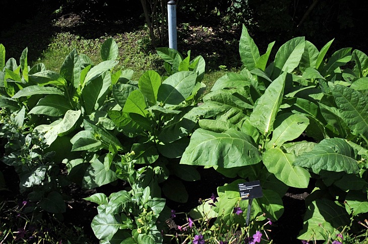2016-7-25canadaherb 3025_01.JPG