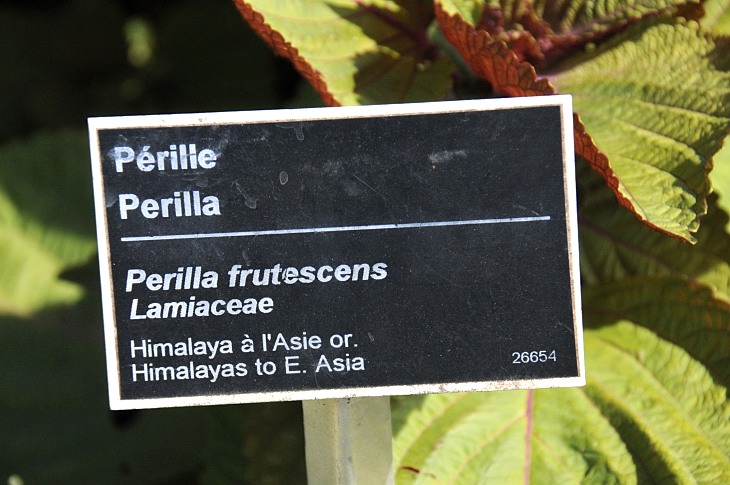 2016-7-25canadaherb 3060_01.JPG