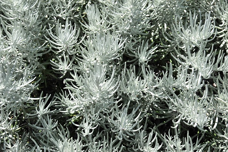 2016-7-25canadaherb 3384_01.JPG