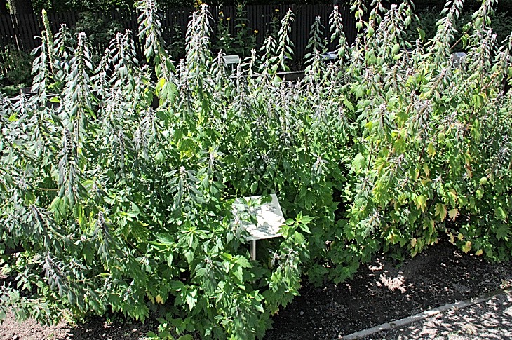 2016-7-25canadaherb 3828_01.JPG