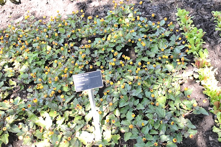 2016-7-25canadaherb 3412_01.JPG