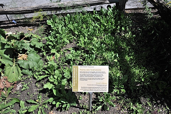 2016-7-25canadaherb 3555_01.JPG
