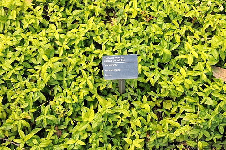 2016-7-25canadaherb 3918_01.JPG
