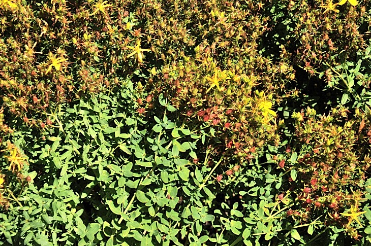2016-7-25canadaherb 3784_01.JPG