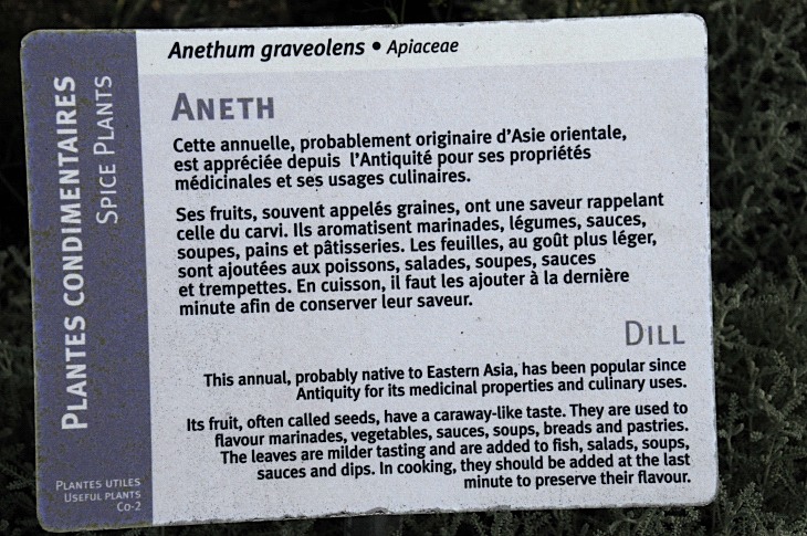 2016-7-25canadaherb 3139_01.JPG