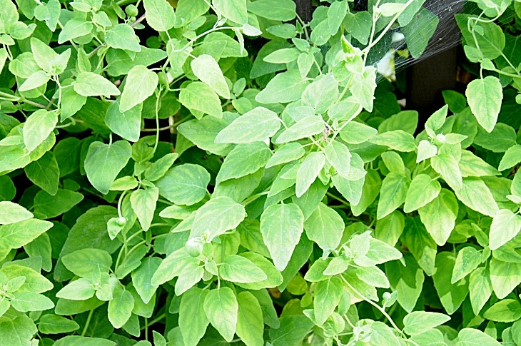 2016-7-25canadaherb 3867_01.JPG