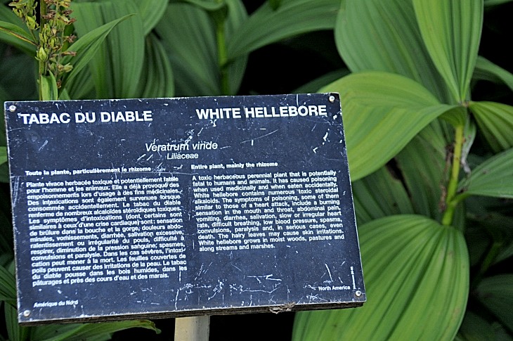 2016-7-25canadaherb 4060_01.JPG