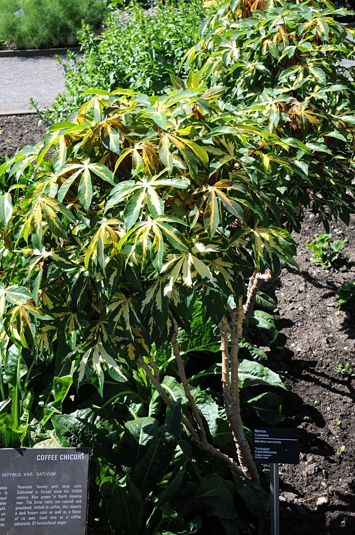 2016-7-25canadaherb 3680_01.JPG