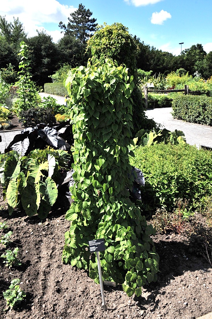 2016-7-25canadaherb 3684_01.JPG