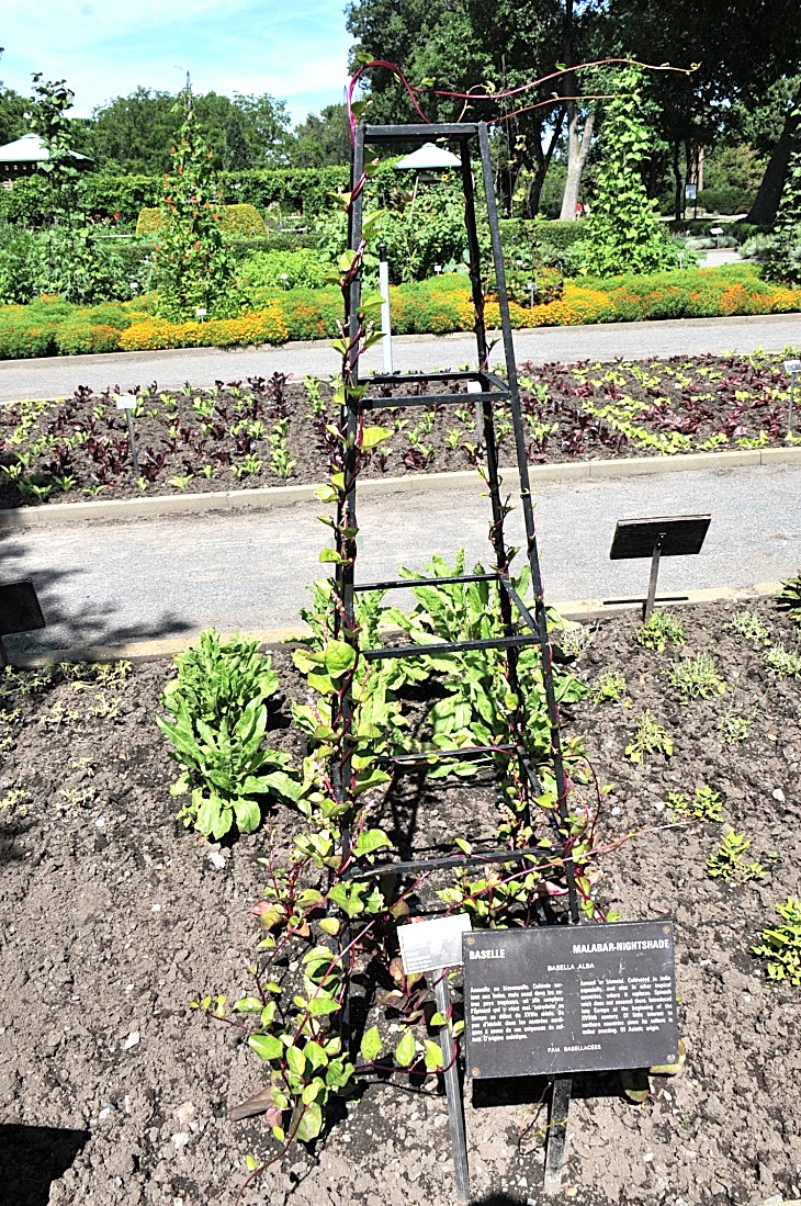 2016-7-25canadaherb 3405_01.JPG