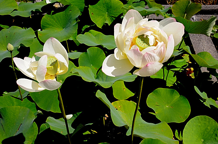 2016-7-25canadaherb 4236_01.JPG